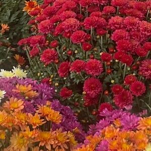 Meet your Posher, Nancy